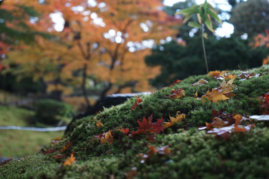 f:id:bibinbaleo:20201108100618p:plain f:id:bibinbaleo:20201108100618p:plain