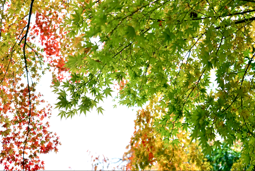 f:id:bibinbaleo:20201108100938p:plain f:id:bibinbaleo:20201108100938p:plain