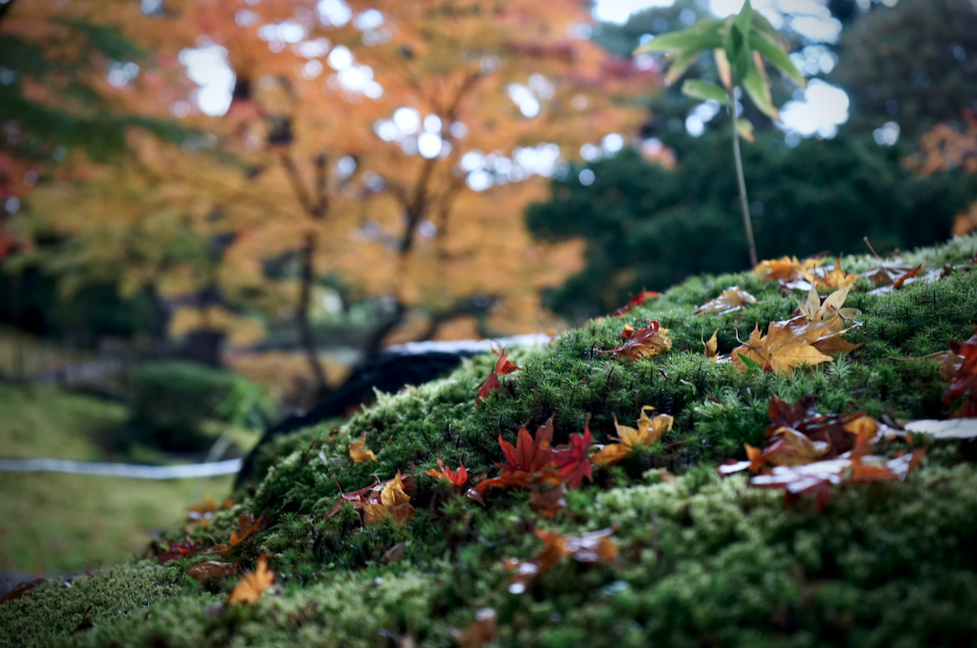 f:id:bibinbaleo:20201108101413p:plain f:id:bibinbaleo:20201108101413p:plain