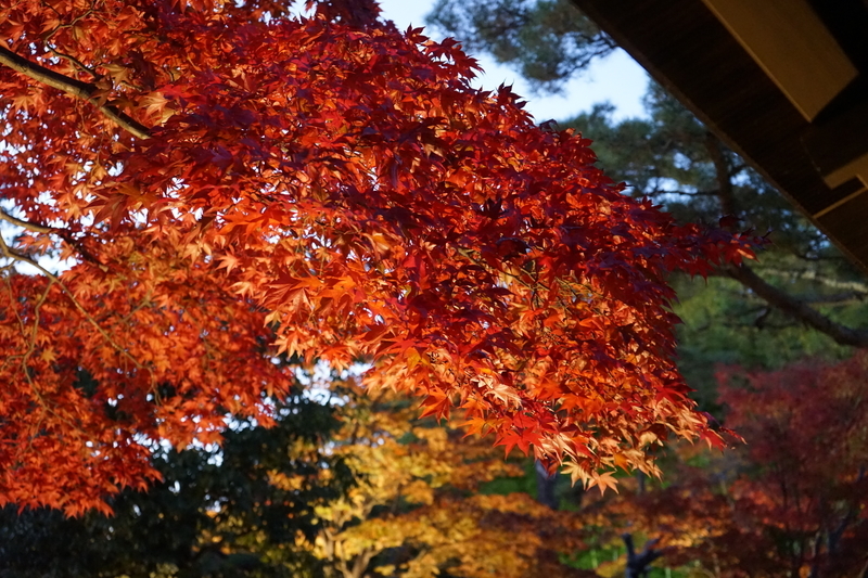 f:id:bibinbaleo:20201114221409j:plain f:id:bibinbaleo:20201114221409j:plain