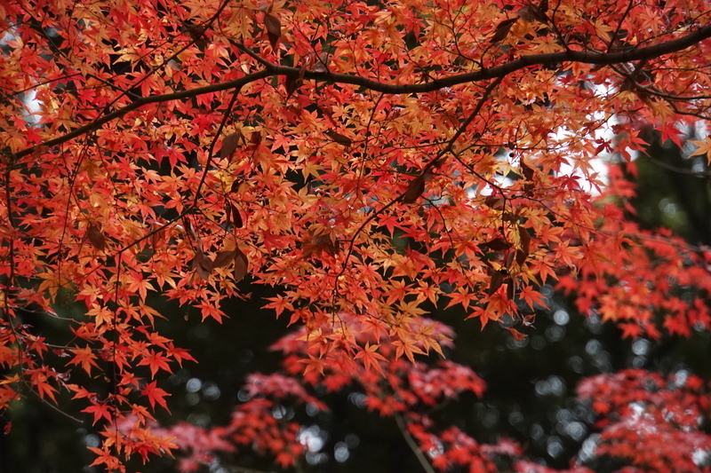 f:id:bibinbaleo:20201212220112j:plain