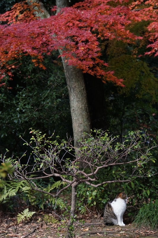 f:id:bibinbaleo:20201212220136j:plain