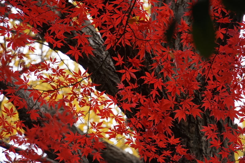 f:id:bibinbaleo:20201212220250j:plain