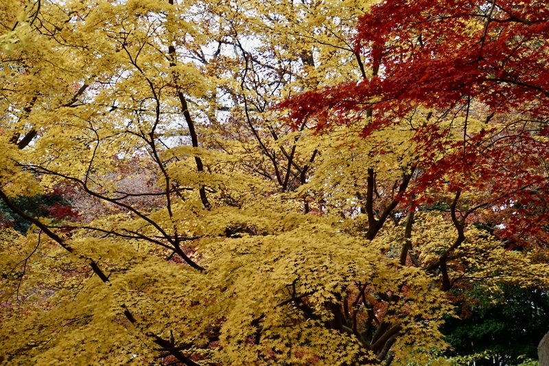 f:id:bibinbaleo:20201212223149j:plain