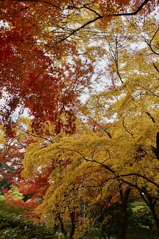 f:id:bibinbaleo:20201212223200j:plain