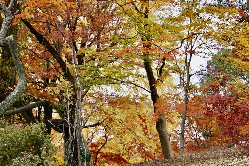 f:id:bibinbaleo:20201212223222j:plain