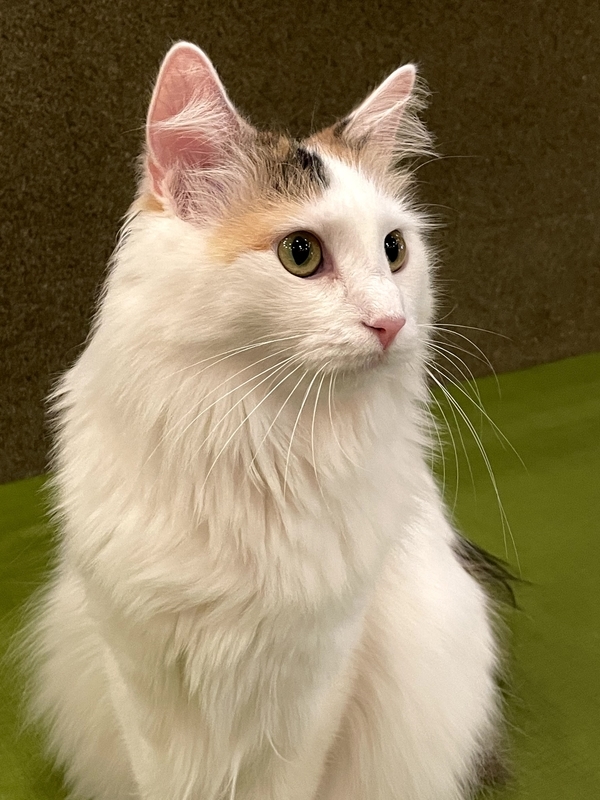 f:id:bibinbaleo:20201216202905j:plain