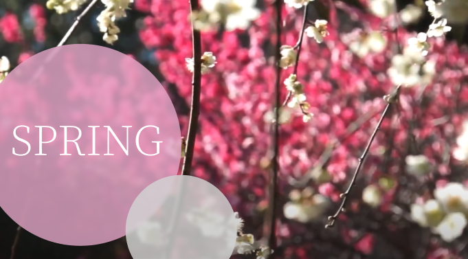 f:id:bibinbaleo:20210329202527p:plain