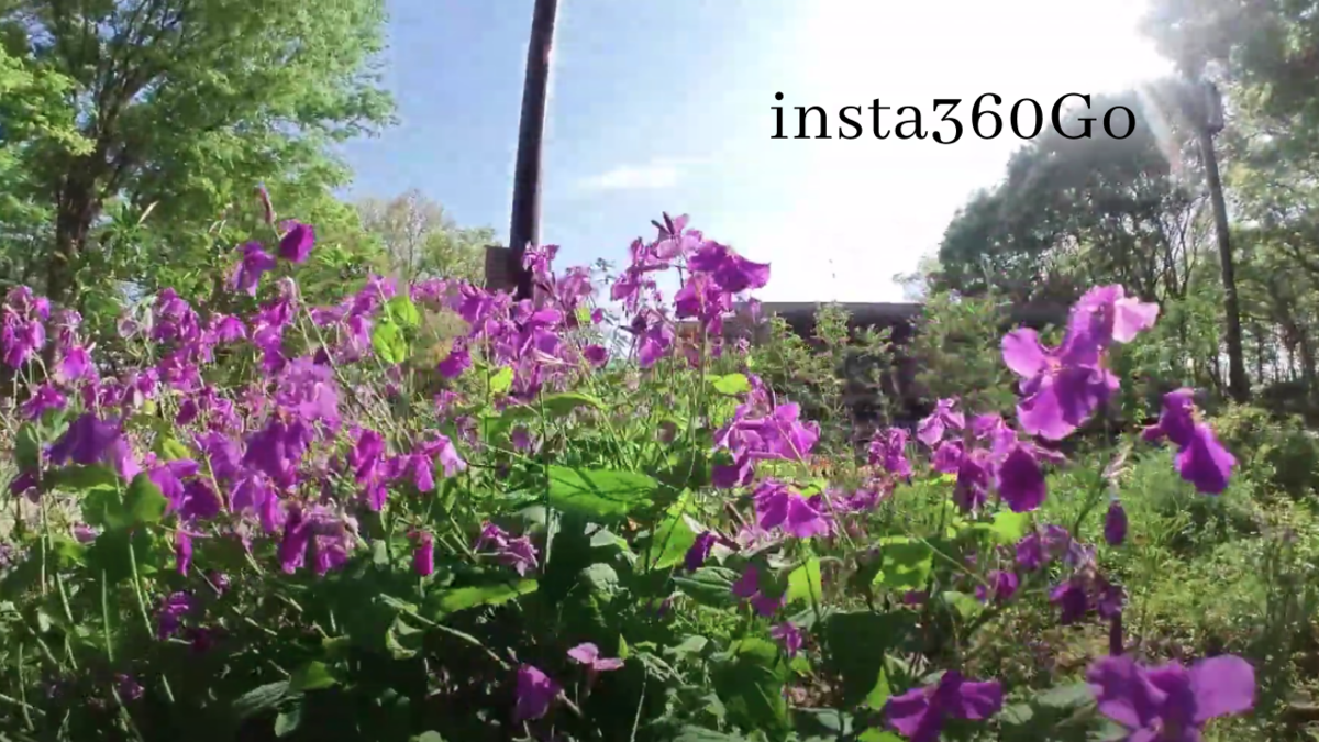 f:id:bibinbaleo:20210501214918p:plain