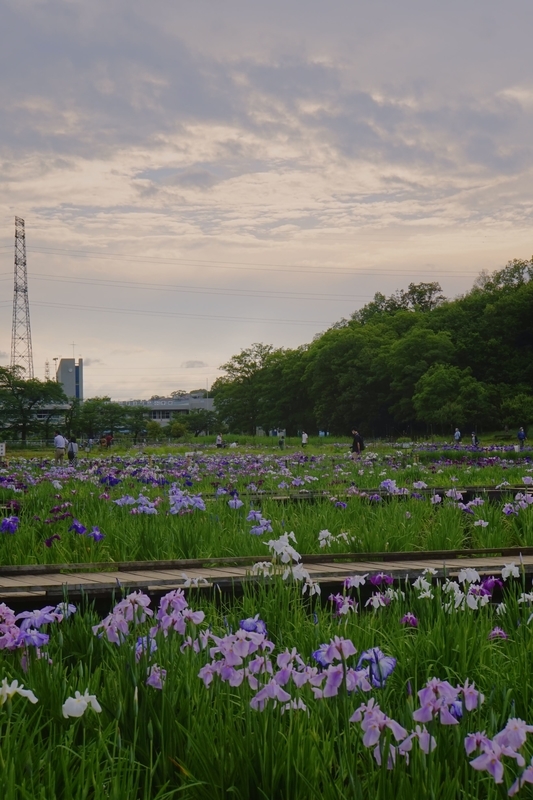 f:id:bibinbaleo:20210605220756j:plain