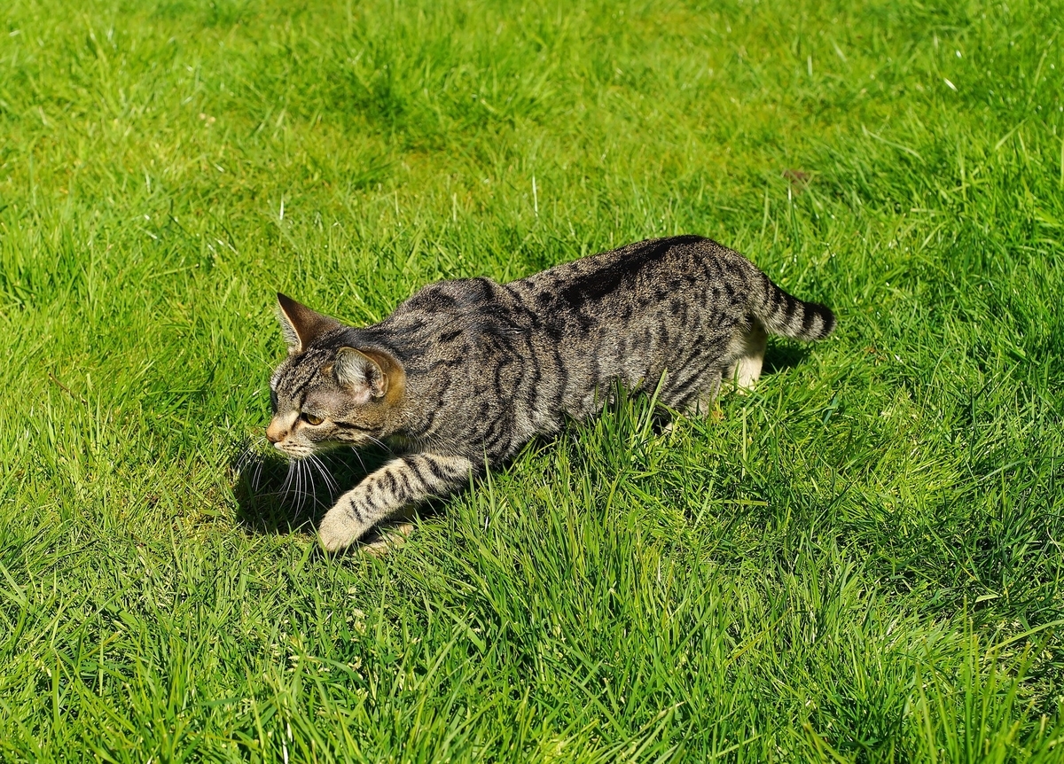 草の食べ過ぎ 猫が猫草を食べる3つの理由 ビビンコと飼い主の日常