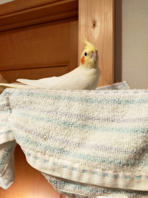 f:id:bibiponzu:20220118221324j:image