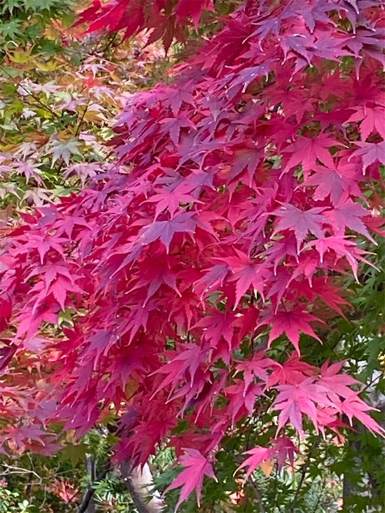 f:id:bibliabird:20201124082740j:image