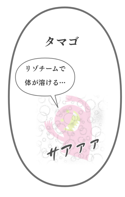 卵白のリゾチームについて
