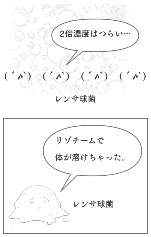 卵白のリゾチームについて