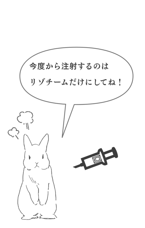 卵白のリゾチームについて