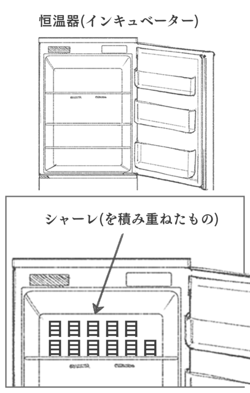 抗生物質ペニシリン発見に至るまでの物語