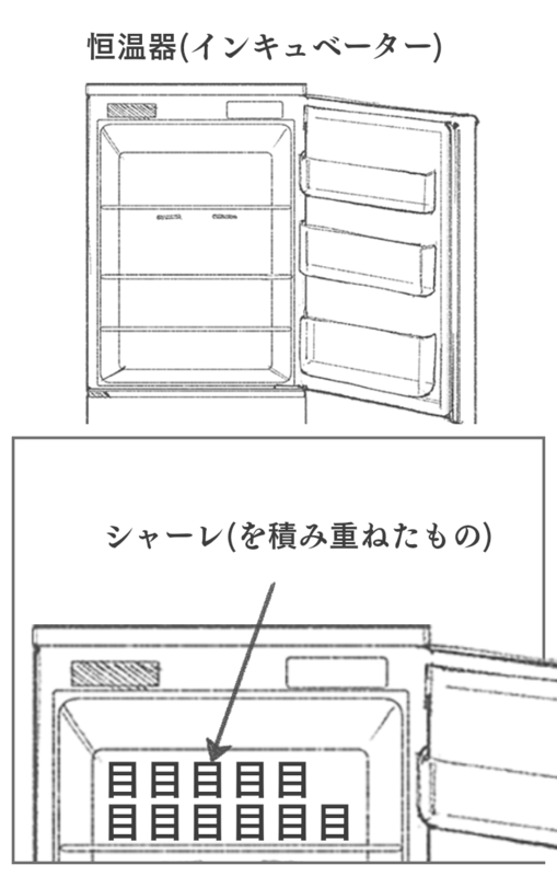 抗生物質ペニシリン発見に至るまでの物語