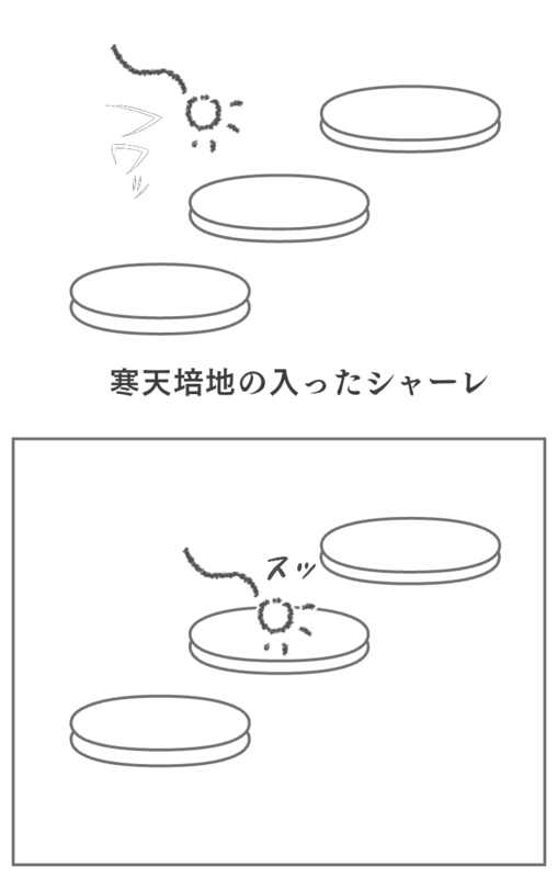 抗生物質ペニシリン発見に至るまでの物語