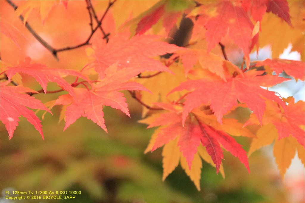 f:id:bicycle-sapp:20201022184308j:plain f:id:bicycle-sapp:20201022184308j:plain