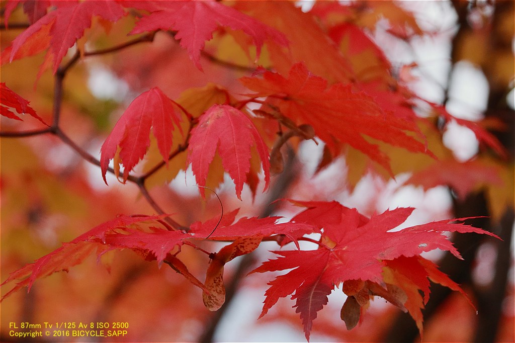 f:id:bicycle-sapp:20201022184312j:plain f:id:bicycle-sapp:20201022184312j:plain