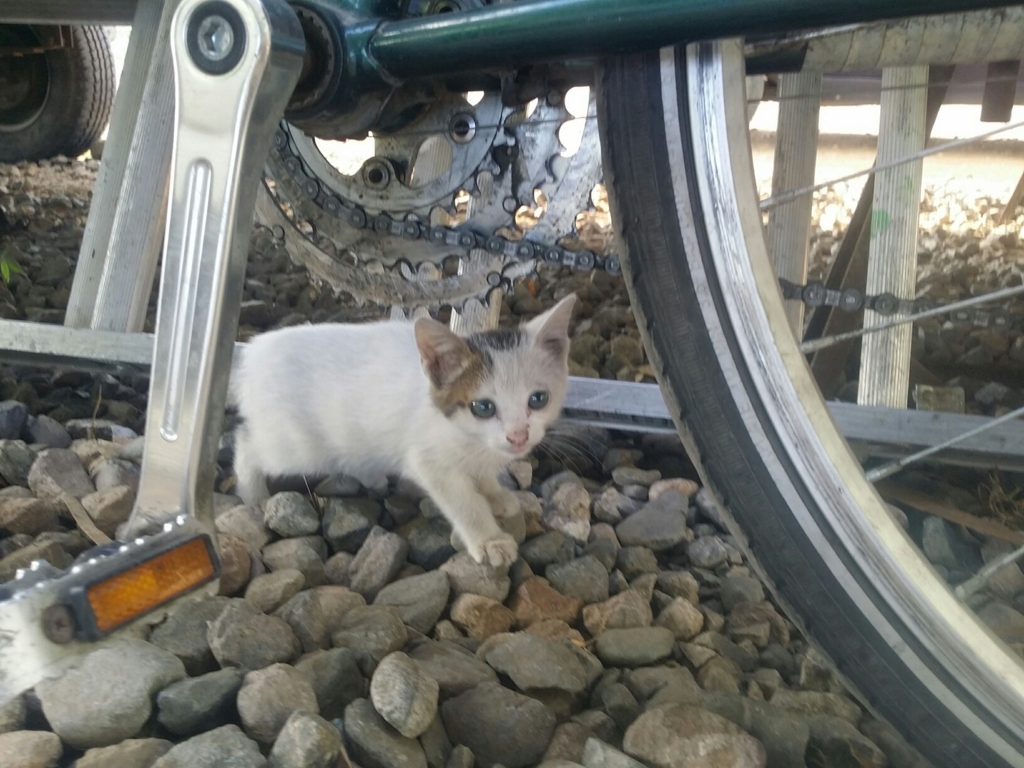 f:id:bicycleman:20170123084802j:plain