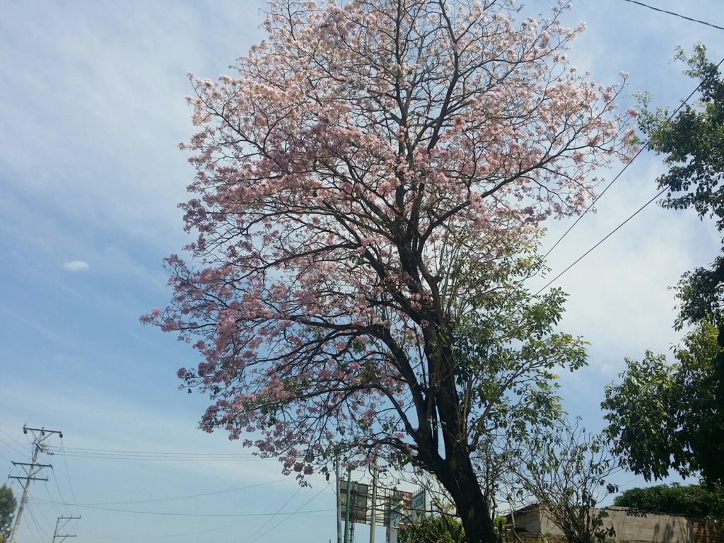 f:id:bicycleman:20170329094441j:plain
