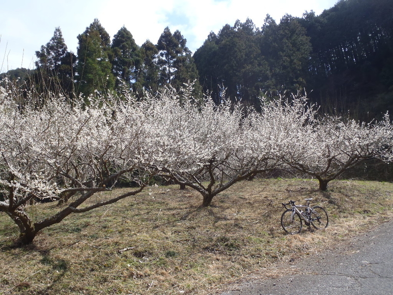 イメージ 8