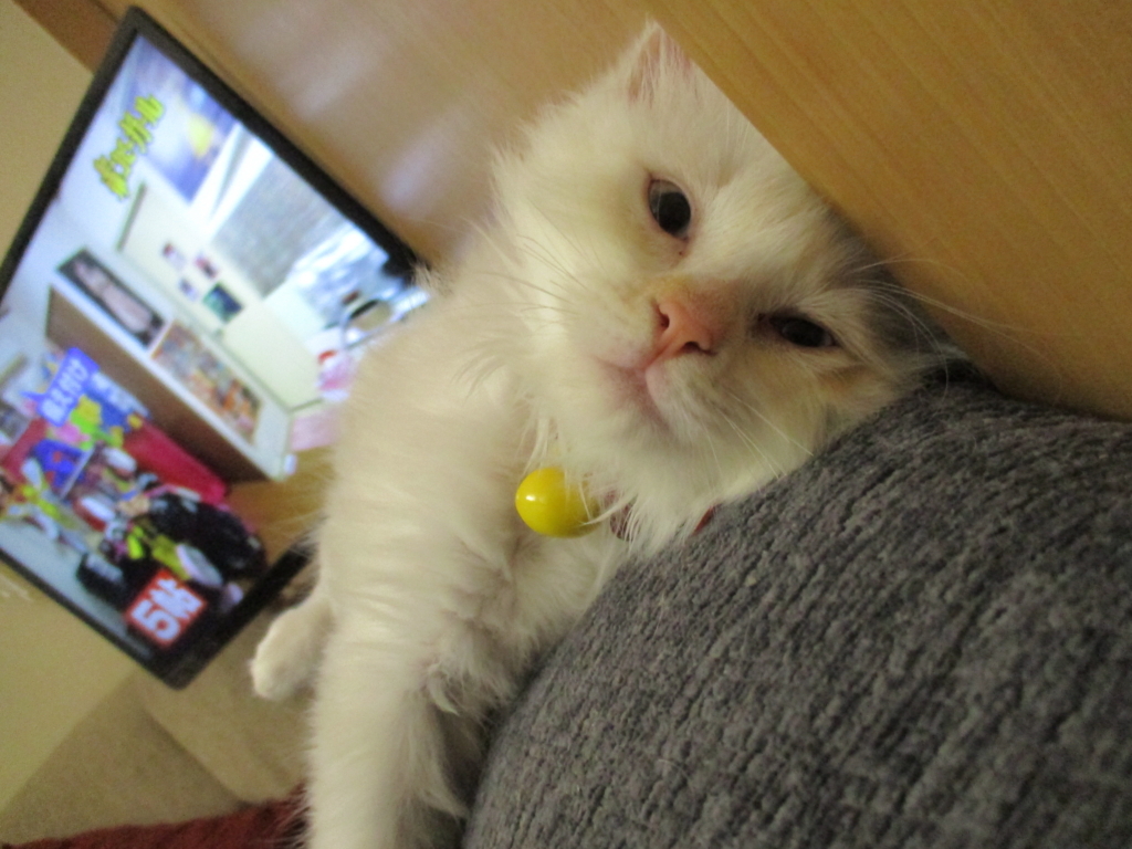 f:id:biei-jikoukai:20171115150741j:plain
