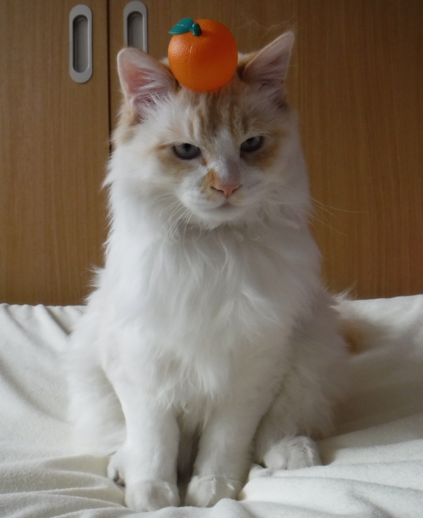 f:id:biei-jikoukai:20171231191744j:plain f:id:biei-jikoukai:20171231191744j:plain