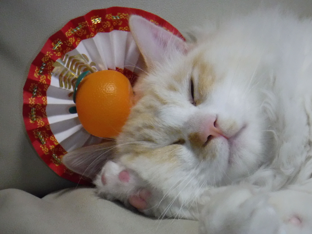 f:id:biei-jikoukai:20171231194143j:plain f:id:biei-jikoukai:20171231194143j:plain