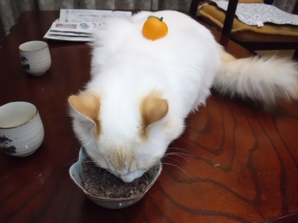 f:id:biei-jikoukai:20171231212605j:plain