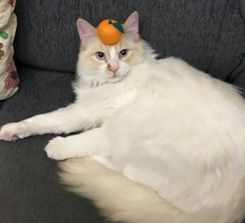 f:id:biei-jikoukai:20171231215540j:plain f:id:biei-jikoukai:20171231215540j:plain