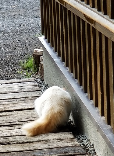 f:id:biei-jikoukai:20180725232332j:plain f:id:biei-jikoukai:20180725232332j:plain