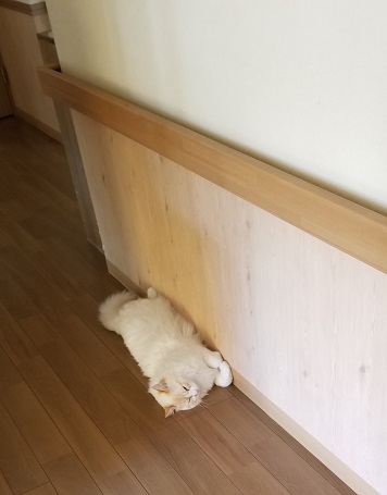 f:id:biei-jikoukai:20180725232920j:plain f:id:biei-jikoukai:20180725232920j:plain