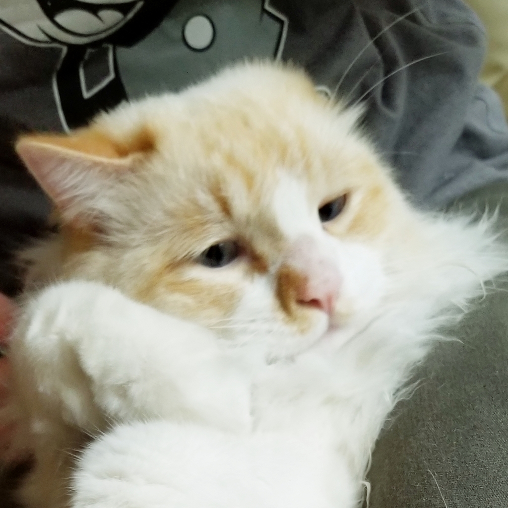 f:id:biei-jikoukai:20181115134204j:plain f:id:biei-jikoukai:20181115134204j:plain