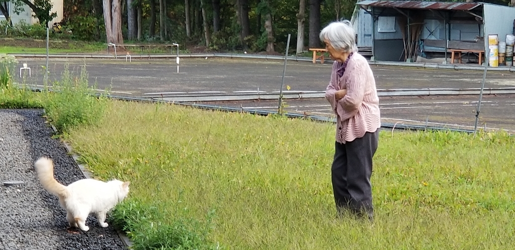 f:id:biei-jikoukai:20181115141119j:plain f:id:biei-jikoukai:20181115141119j:plain