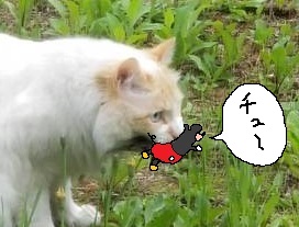 f:id:biei-jikoukai:20191003104851j:plain