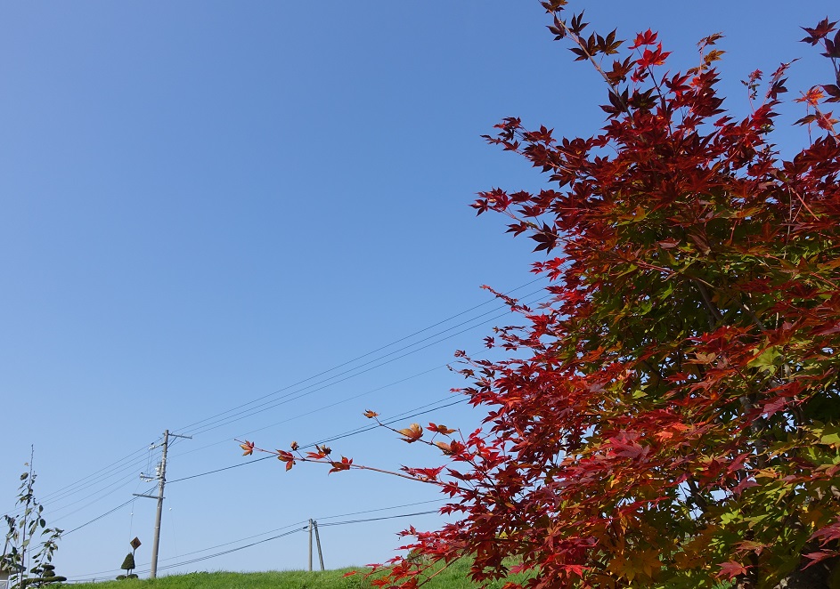 f:id:biei-jikoukai:20191003110329j:plain