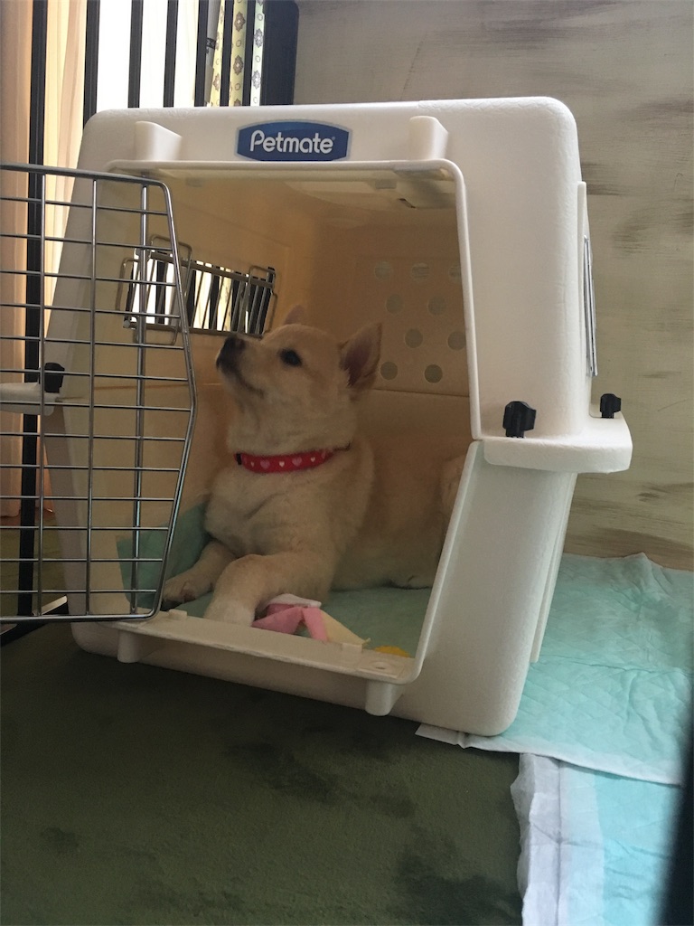 準備 クレート 2匹の犬の里親日記