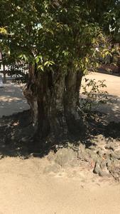f:id:bifum:20190324120852j:plain f:id:bifum:20190324120852j:plain