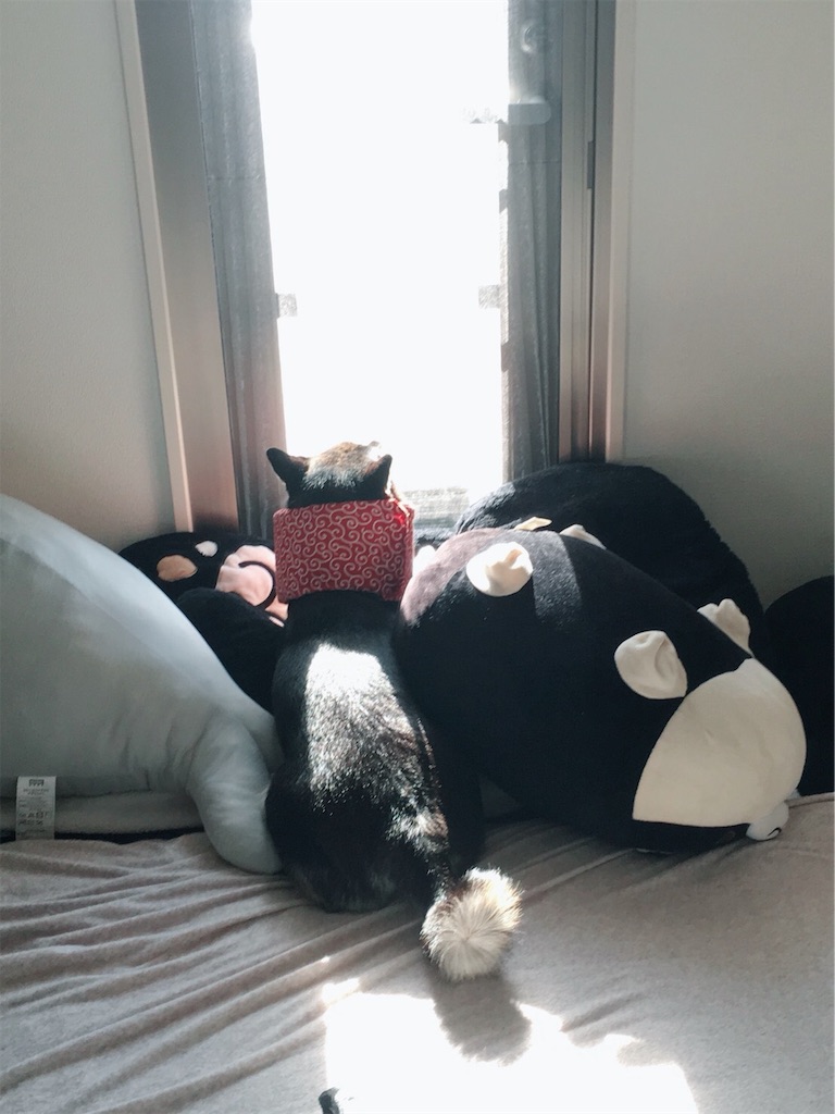 f:id:big-yamatohou:20181021183444j:image