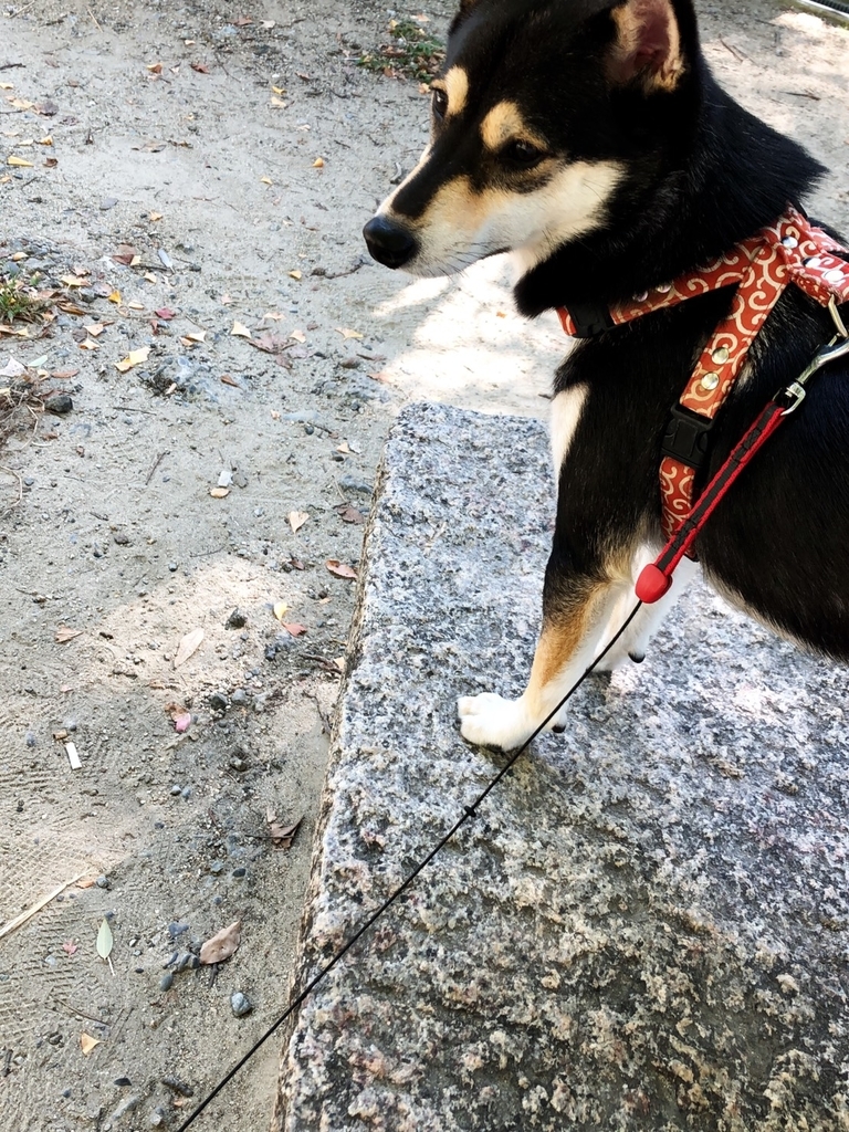 f:id:big-yamatohou:20181021190451j:plain