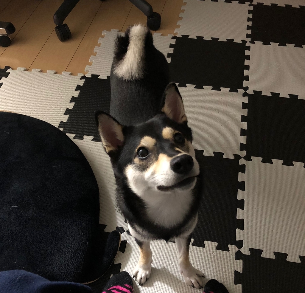 f:id:big-yamatohou:20181110184542j:plain f:id:big-yamatohou:20181110184542j:plain