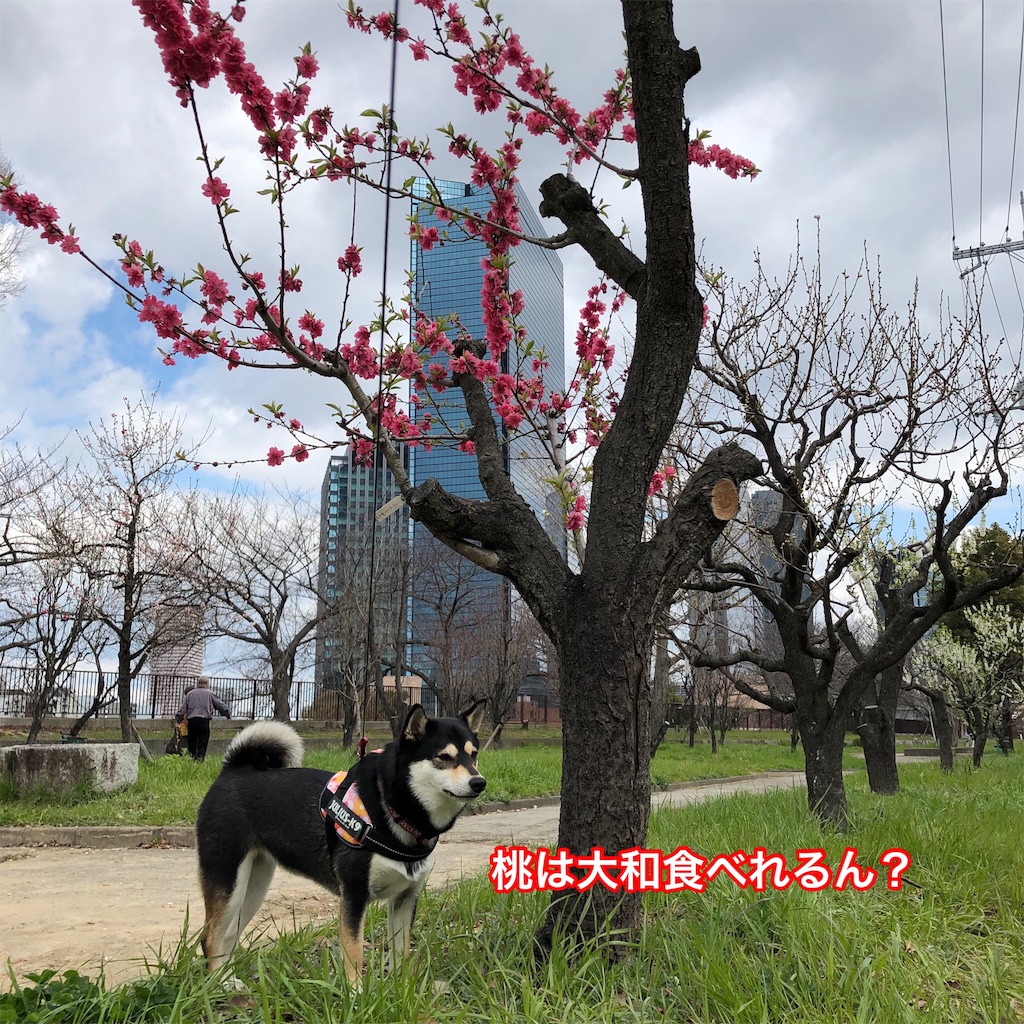 f:id:big-yamatohou:20190324175026j:image