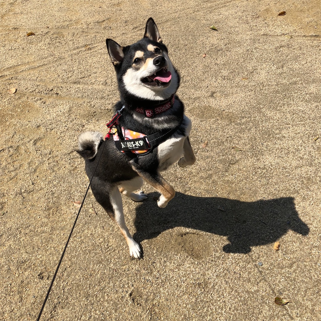 f:id:big-yamatohou:20190330193603j:image