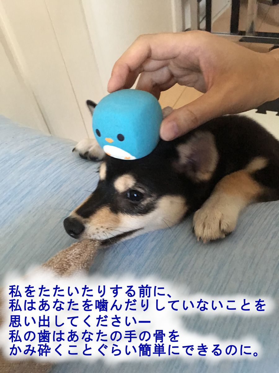 公式ショップ 送料無料 犬に尊敬される飼い主になる方法 ドンとハリーの飼い主しつけ教室 Www Thewalldogs Com