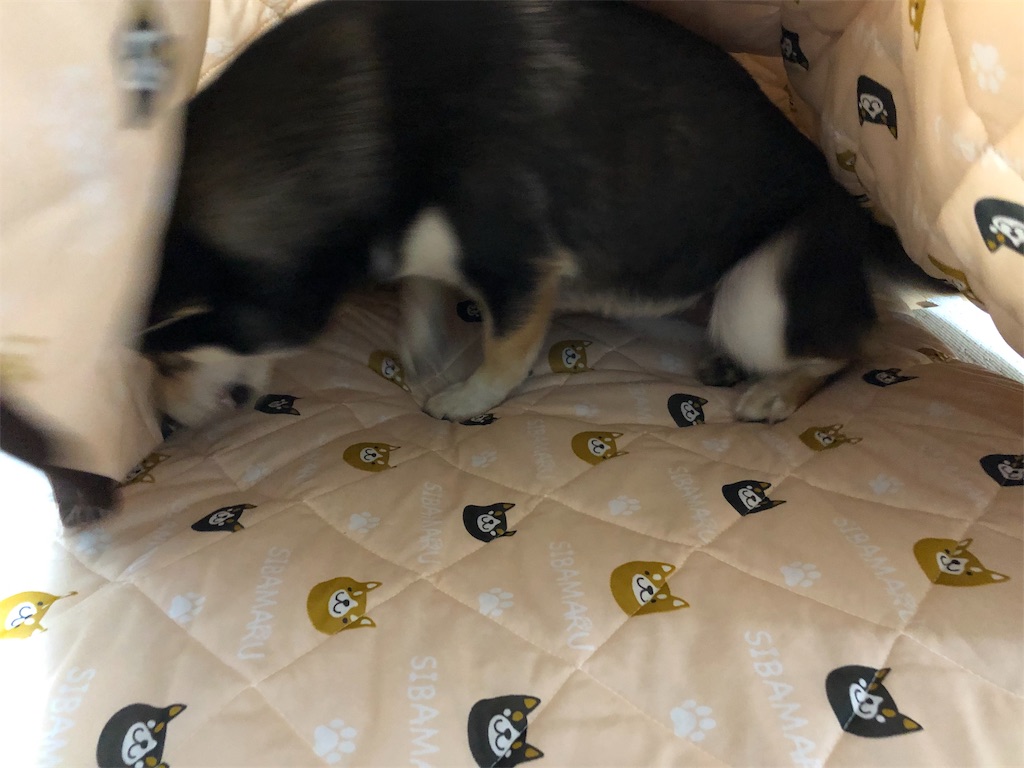 f:id:big-yamatohou:20190516212326j:image