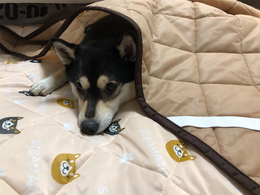 f:id:big-yamatohou:20190516230539j:image