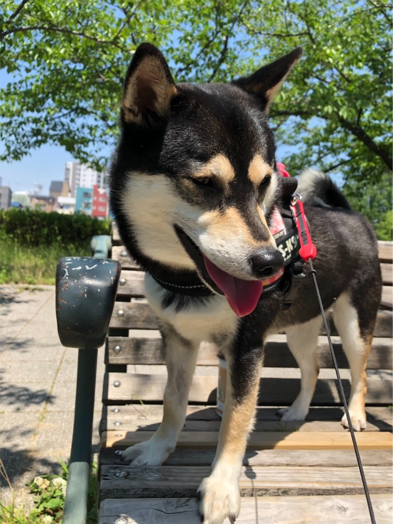 f:id:big-yamatohou:20190525193439j:image